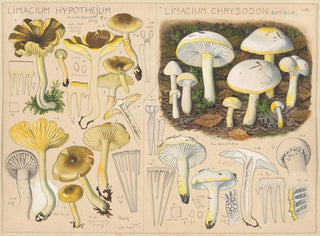 Limacium hypothejum Limacium chrysodon - Hans Baldung — widok dzieła