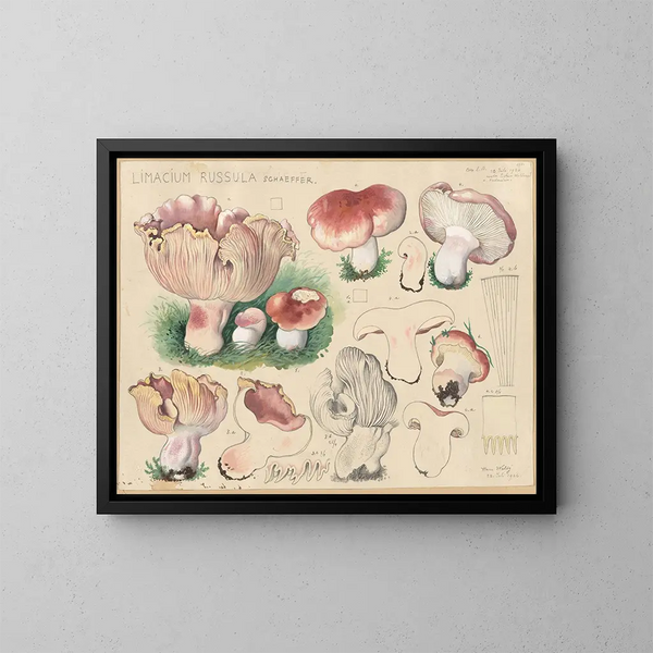 Limacium russula - Hans Baldung — oprawiony obraz na ścianie