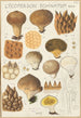 Lycoperdon enchinatum - Hans Baldung — widok dzieła