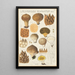 Lycoperdon enchinatum - Hans Baldung — oprawiony obraz na ścianie