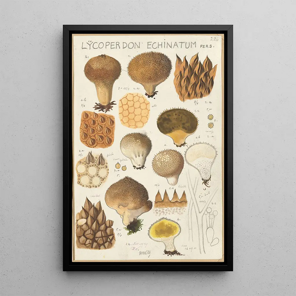 Lycoperdon enchinatum - Hans Baldung — oprawiony obraz na ścianie
