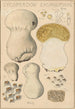 Lycoperdon excipuliforme - Hans Baldung — widok dzieła