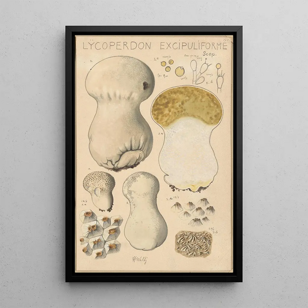 Lycoperdon excipuliforme - Hans Baldung — oprawiony obraz na ścianie