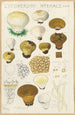 Lycoperdon hyemale - Hans Baldung — widok dzieła