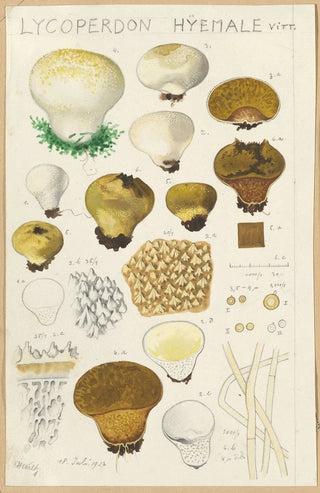 Hans Walty - Lycoperdon hyemale.webp