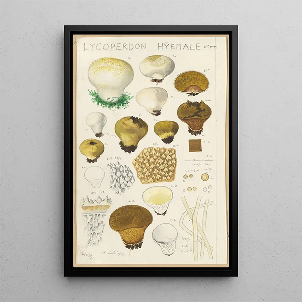 Lycoperdon hyemale - Hans Baldung — oprawiony obraz na ścianie