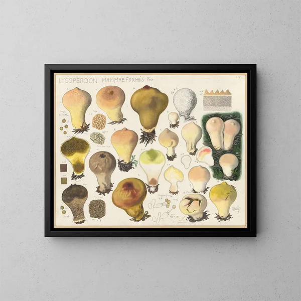Lycoperdon mammaeforme - Hans Baldung — oprawiony obraz na ścianie