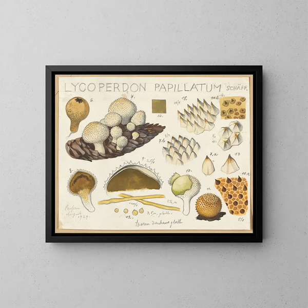 Lycoperdon papillatum - Hans Baldung — oprawiony obraz na ścianie