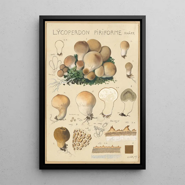 Lycoperdon piriforme - Hans Baldung — oprawiony obraz na ścianie