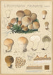 Lycoperdon piriforme - Hans Baldung — widok dzieła