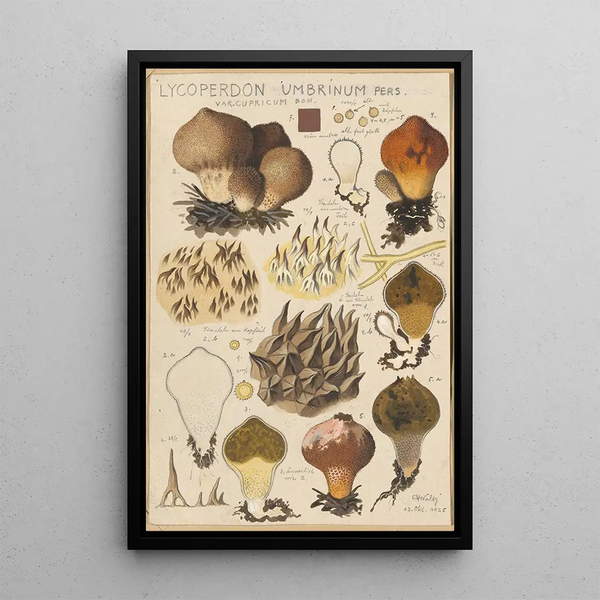 Lycoperdon umbrinum - Hans Baldung — oprawiony obraz na ścianie