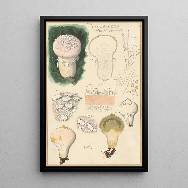 Lycoperdon velatum - Hans Baldung — oprawiony obraz na ścianie