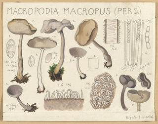 Macropodia macropus - Hans Baldung — widok dzieła