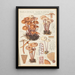 Marasmius confluens - Hans Baldung — oprawiony obraz na ścianie