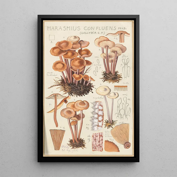 Marasmius confluens - Hans Baldung — oprawiony obraz na ścianie
