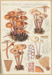 Marasmius confluens - Hans Baldung — widok dzieła