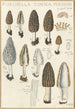 Morchella conica persoon - Hans Baldung — widok dzieła