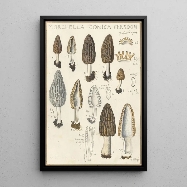 Morchella conica persoon - Hans Baldung — oprawiony obraz na ścianie