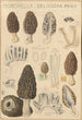 Morchella deliciosa - Hans Baldung — widok dzieła