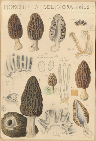 Hans Walty - Morchella deliciosa.webp