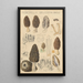 Morchella deliciosa - Hans Baldung — oprawiony obraz na ścianie