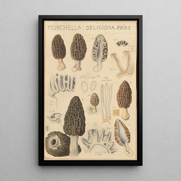 Morchella deliciosa - Hans Baldung — oprawiony obraz na ścianie