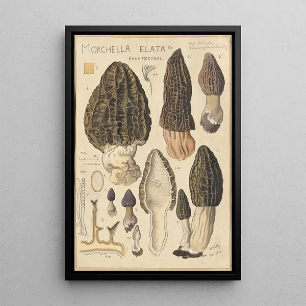 Morchella elata - Hans Baldung — oprawiony obraz na ścianie
