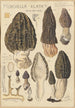 Morchella elata - Hans Baldung — widok dzieła