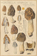 Morchella hybrida - Hans Baldung — widok dzieła