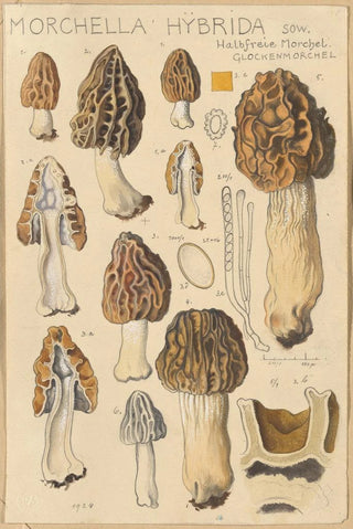 Hans Walty - Morchella hybrida.webp