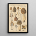 Morchella hybrida - Hans Baldung — oprawiony obraz na ścianie