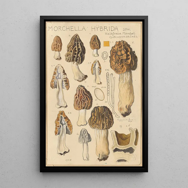 Morchella hybrida - Hans Baldung — oprawiony obraz na ścianie