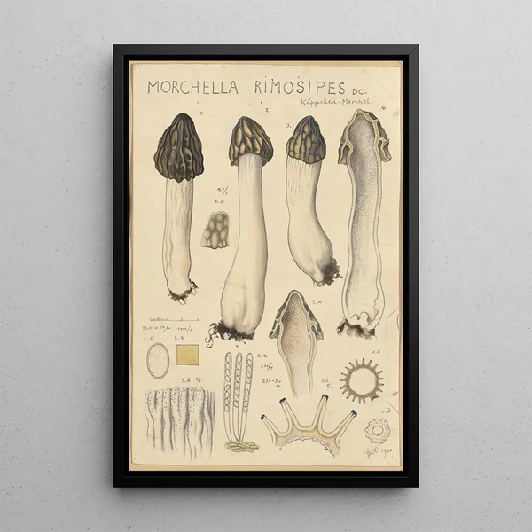 Morchella rimosipes - Hans Baldung — oprawiony obraz na ścianie