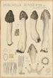 Morchella rimosipes - Hans Baldung — widok dzieła