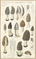 Morchella vulgaris - Hans Baldung — widok dzieła
