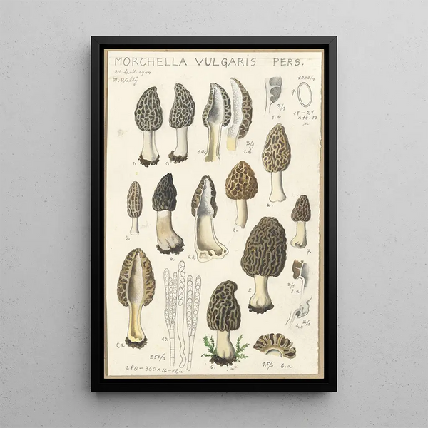 Morchella vulgaris - Hans Baldung — oprawiony obraz na ścianie