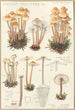 Mycena prolifera - Hans Baldung — widok dzieła