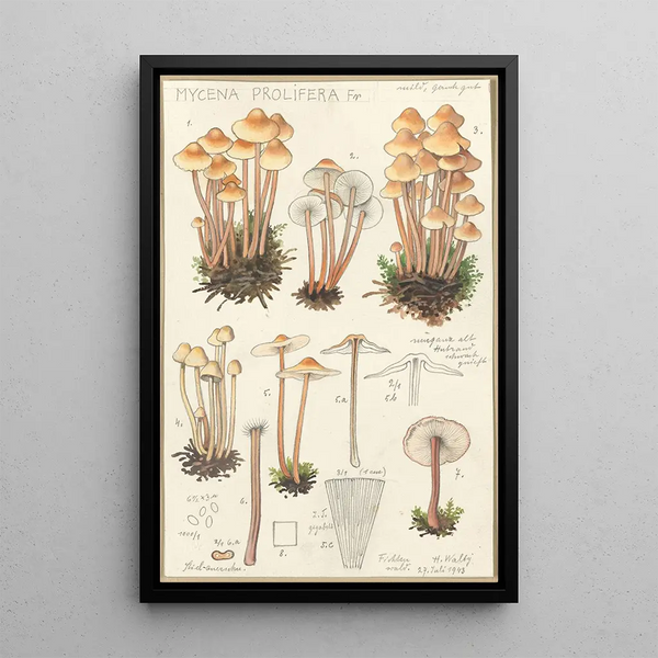Mycena prolifera - Hans Baldung — oprawiony obraz na ścianie