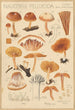 Naucoria pellucida - Hans Baldung — widok dzieła