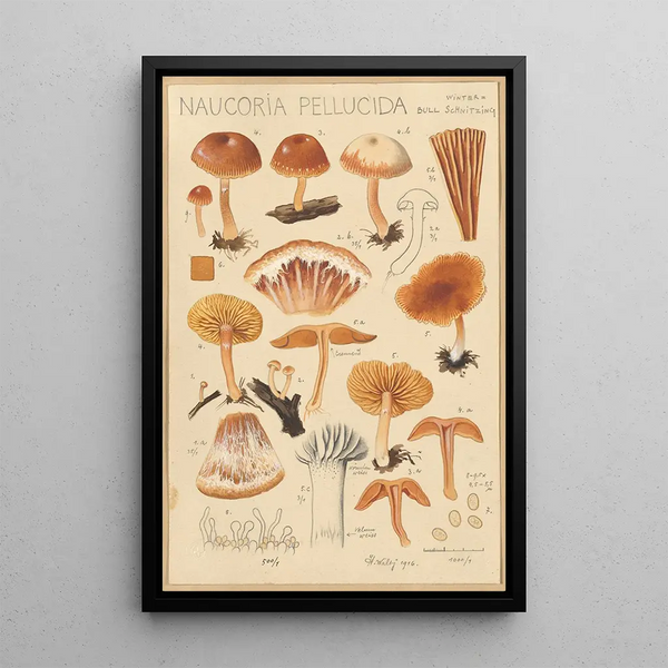 Naucoria pellucida - Hans Baldung — oprawiony obraz na ścianie