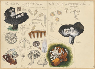 Nyctalis parasitica Nyctalis asterophora - Hans Baldung — widok dzieła
