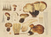 Paxille atrotomentueux - Hans Baldung — widok dzieła
