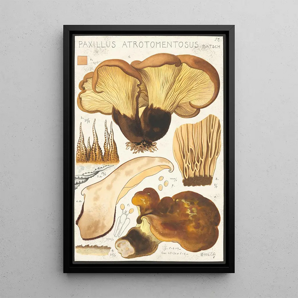 Paxillus atrotomentosus Batsch 2 - Hans Baldung — oprawiony obraz na ścianie