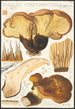 Paxillus atrotomentosus Batsch 2 - Hans Baldung — widok dzieła