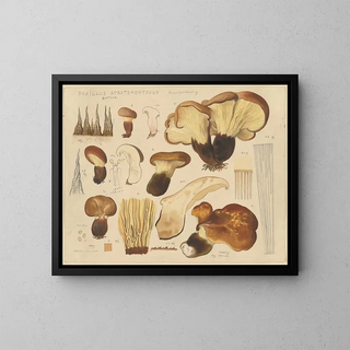 Paxille atrotomentueux - Hans Baldung — oprawiony obraz na ścianie