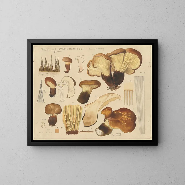Paxille atrotomentueux - Hans Baldung — oprawiony obraz na ścianie