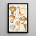 Paxillus involutus Batsch - Hans Baldung — oprawiony obraz na ścianie