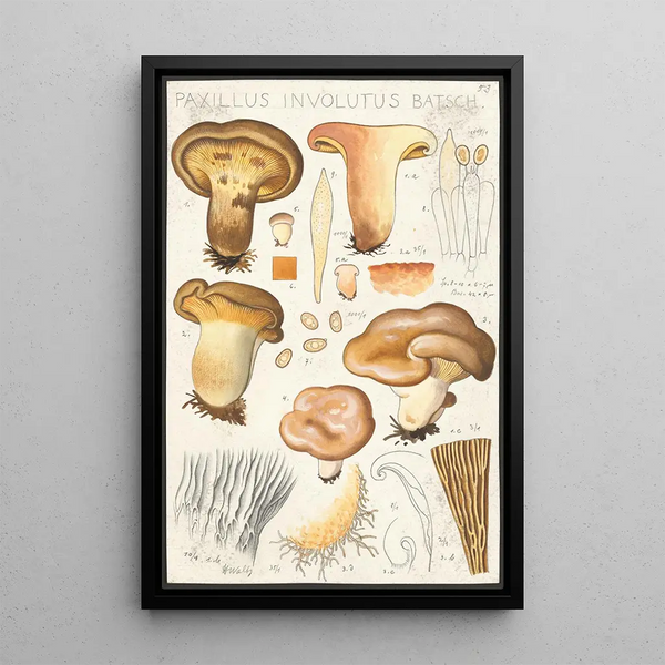Paxillus involutus Batsch - Hans Baldung — oprawiony obraz na ścianie