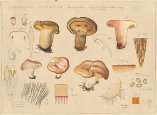 Paxillus involutus - Hans Baldung — widok dzieła