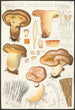Paxillus involutus Batsch - Hans Baldung — widok dzieła